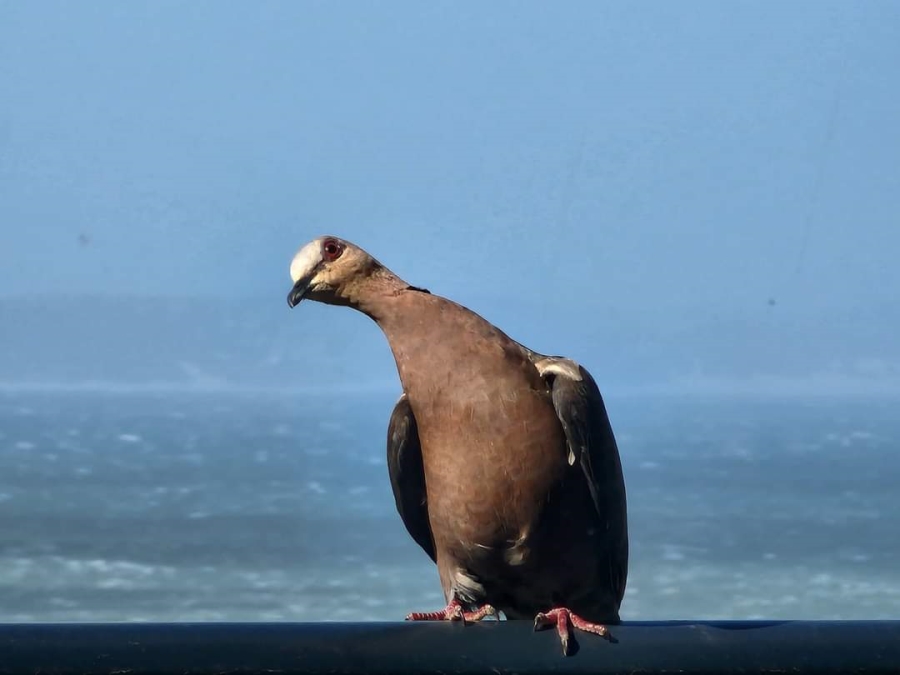 Commercial Property for Sale in Paradise Beach Eastern Cape